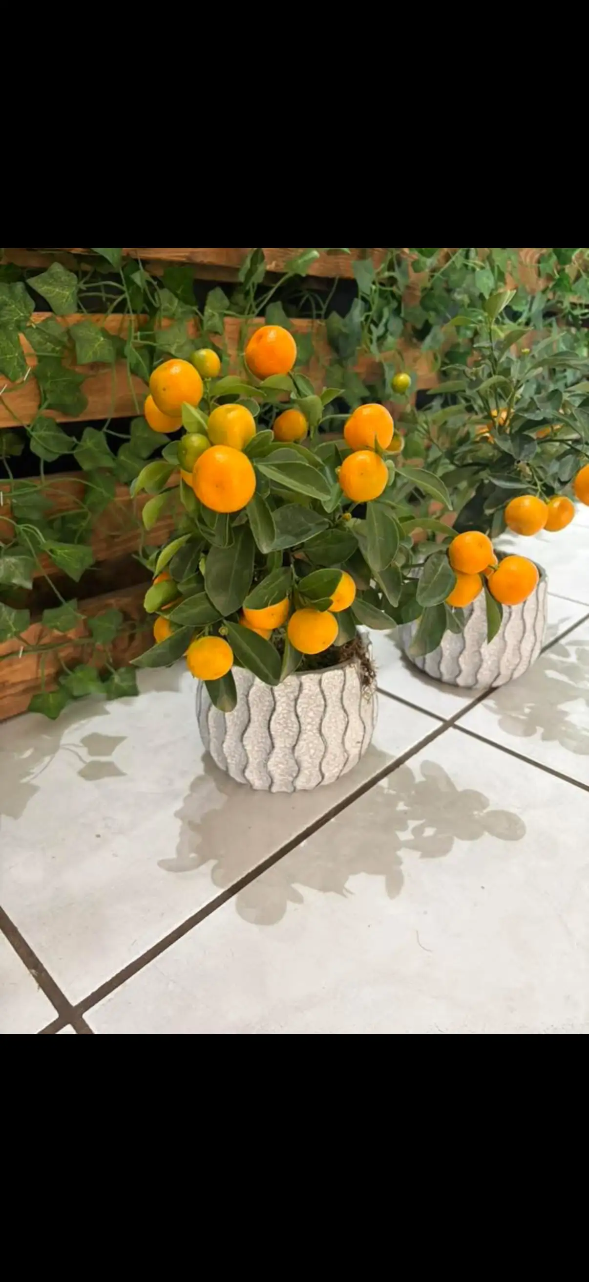 Citronnier