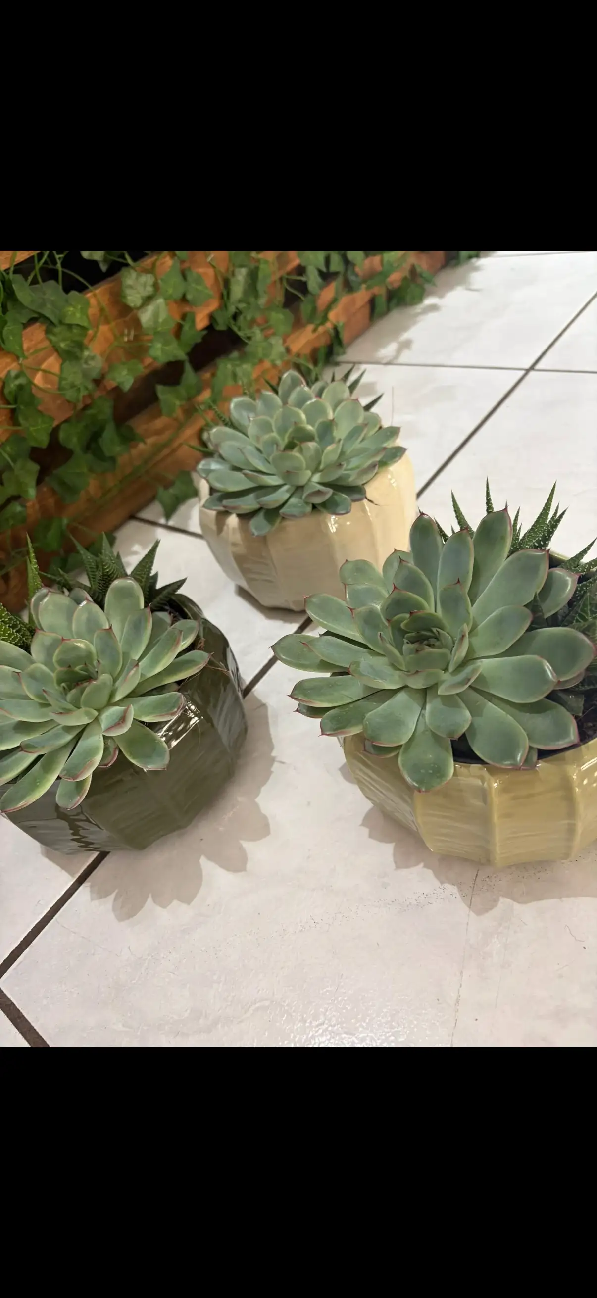 Succulentes