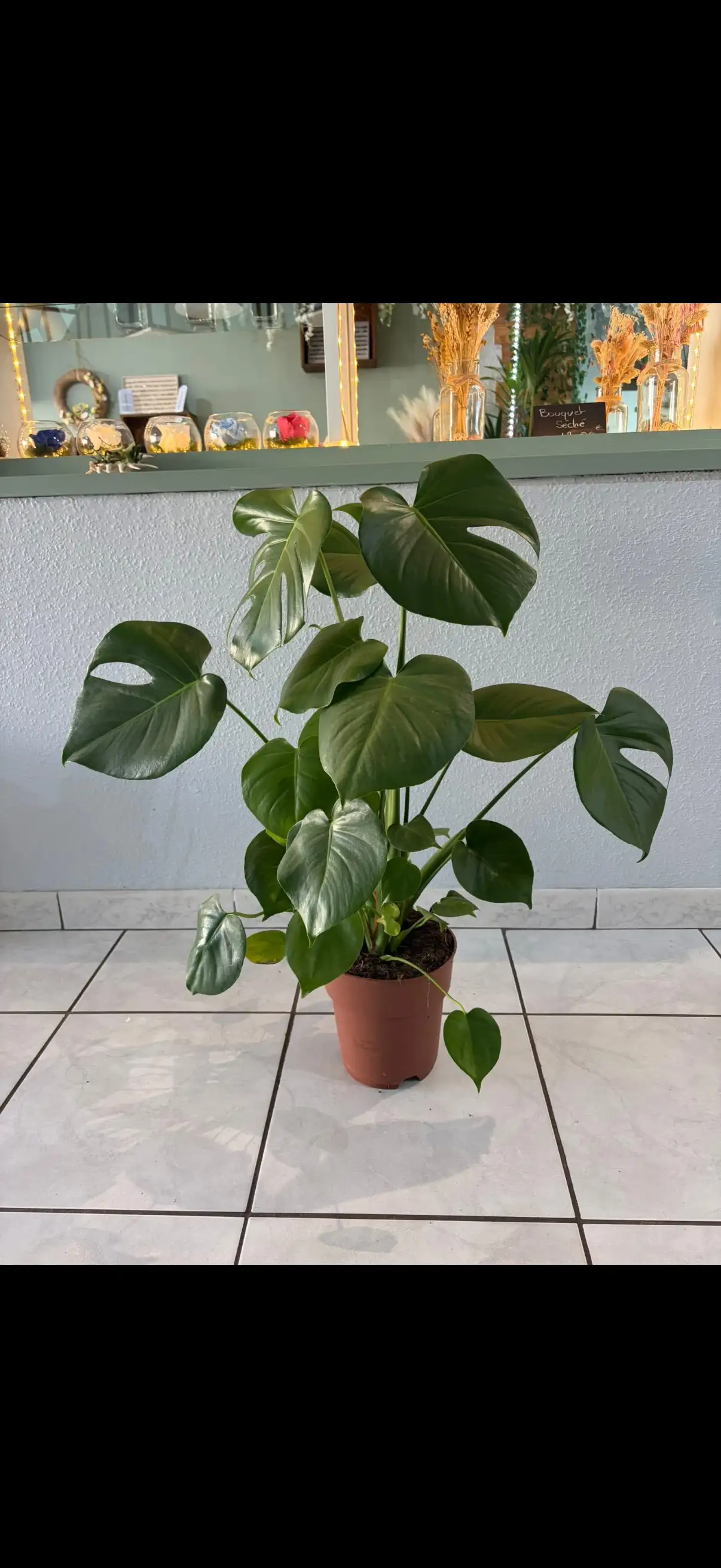Monstera