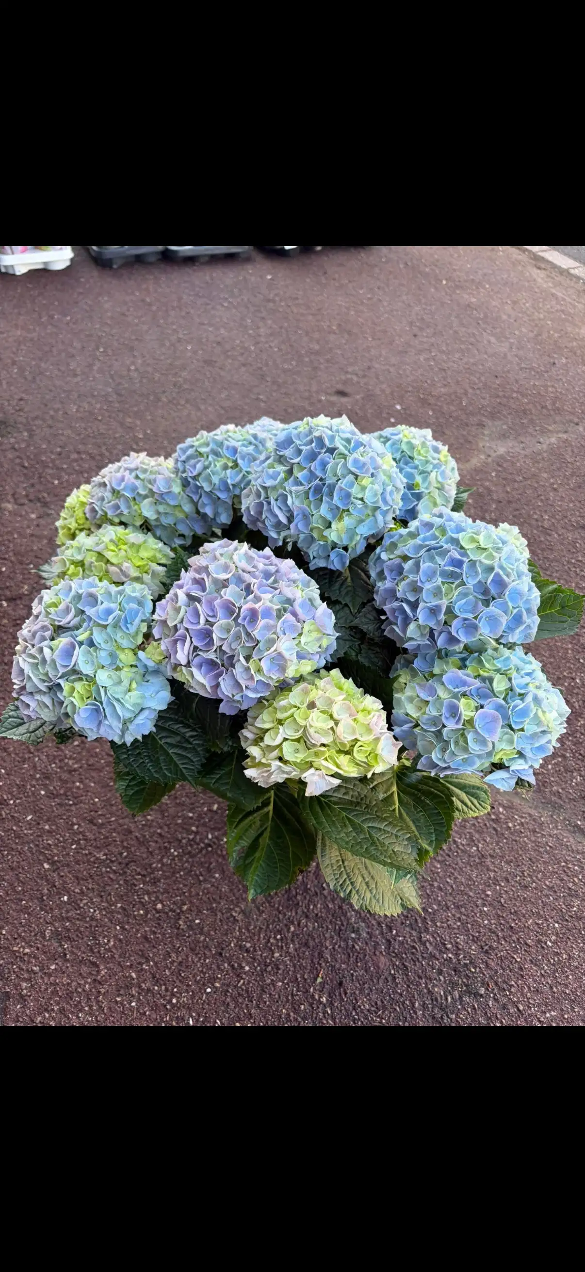 Hortensia