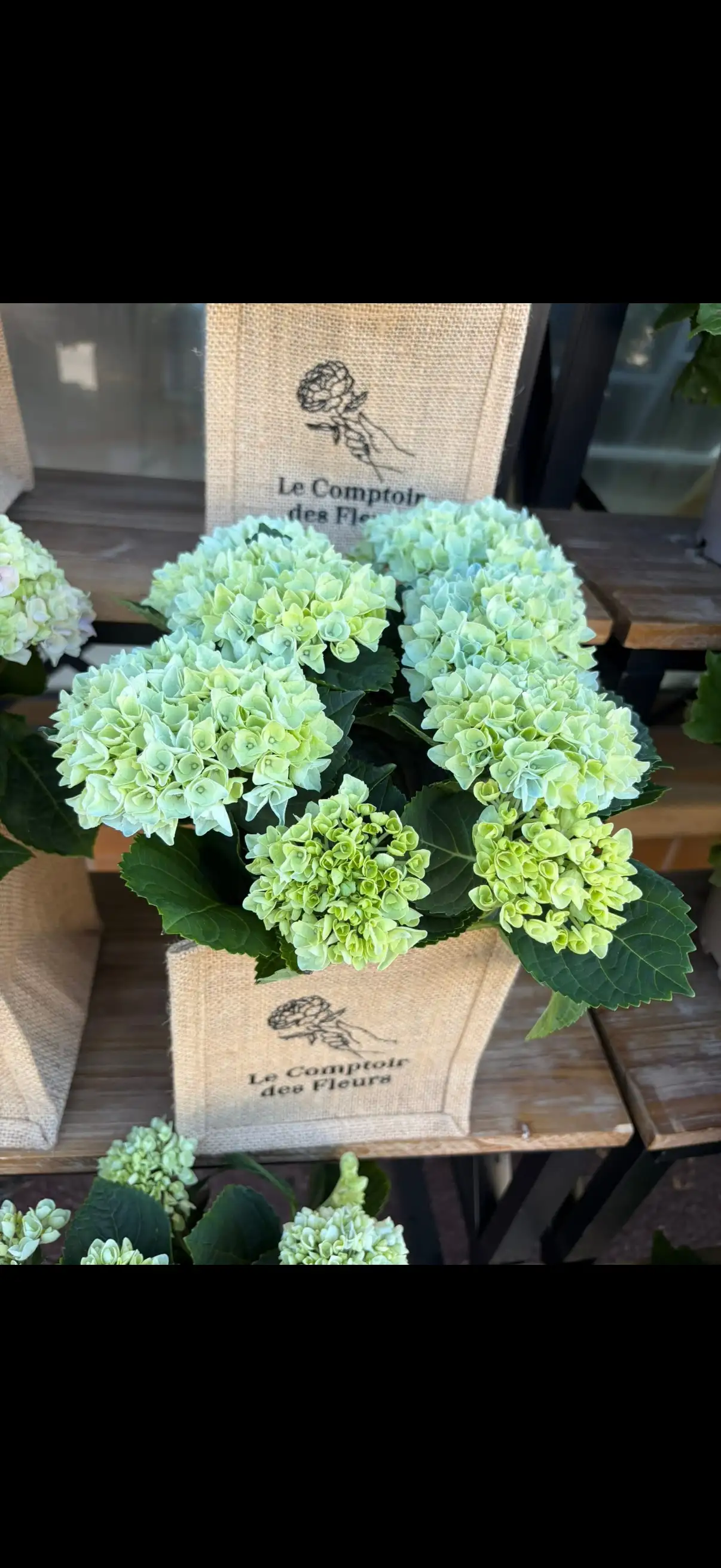 Hortensia