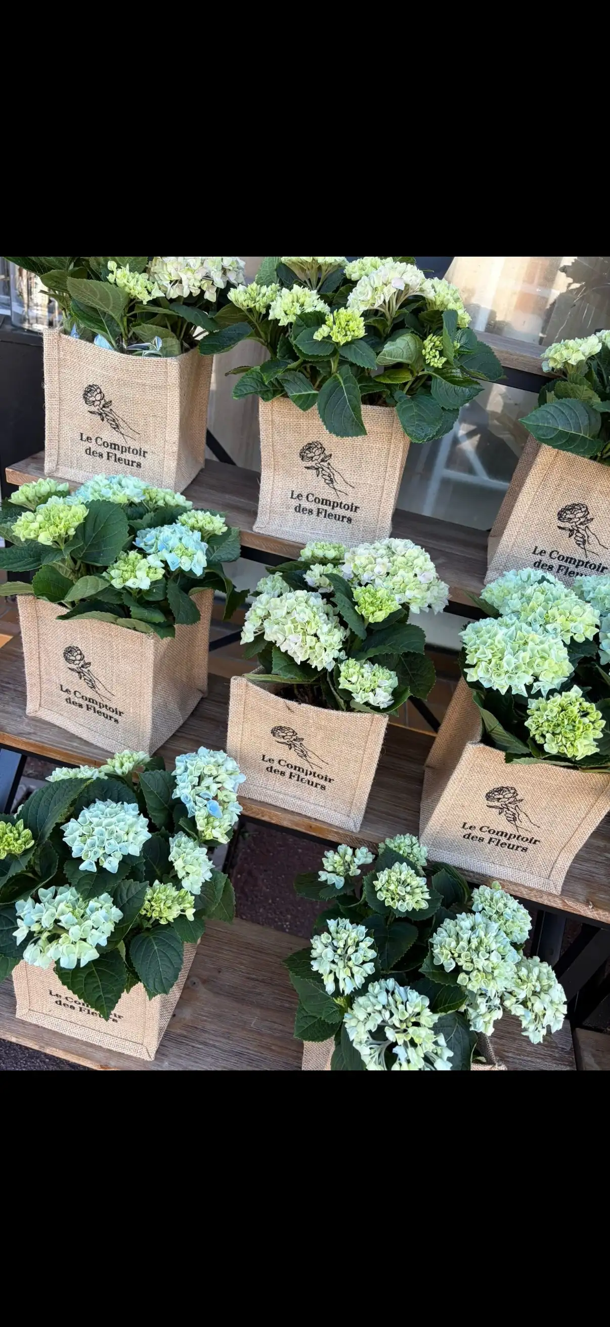 Hortensia
