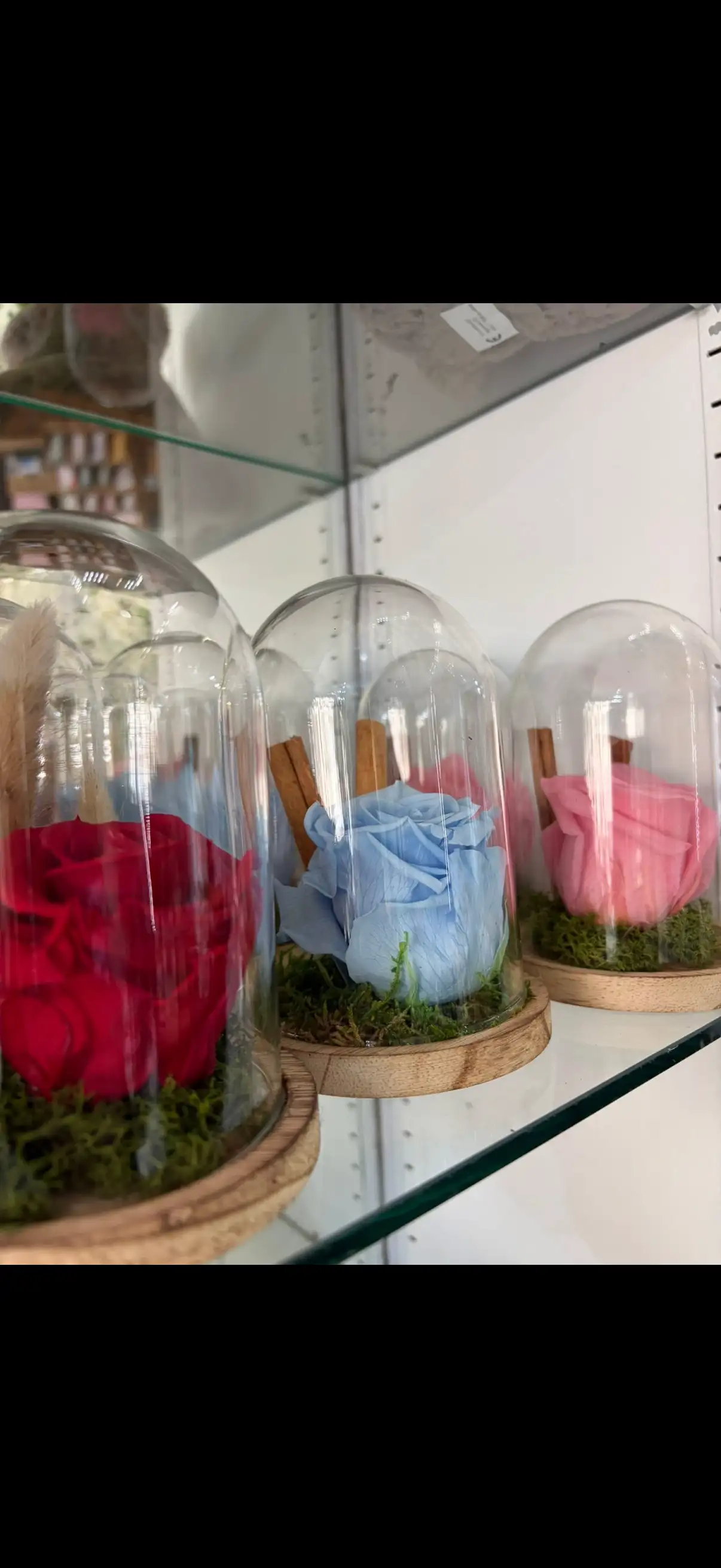 Rose éternelle cloche
