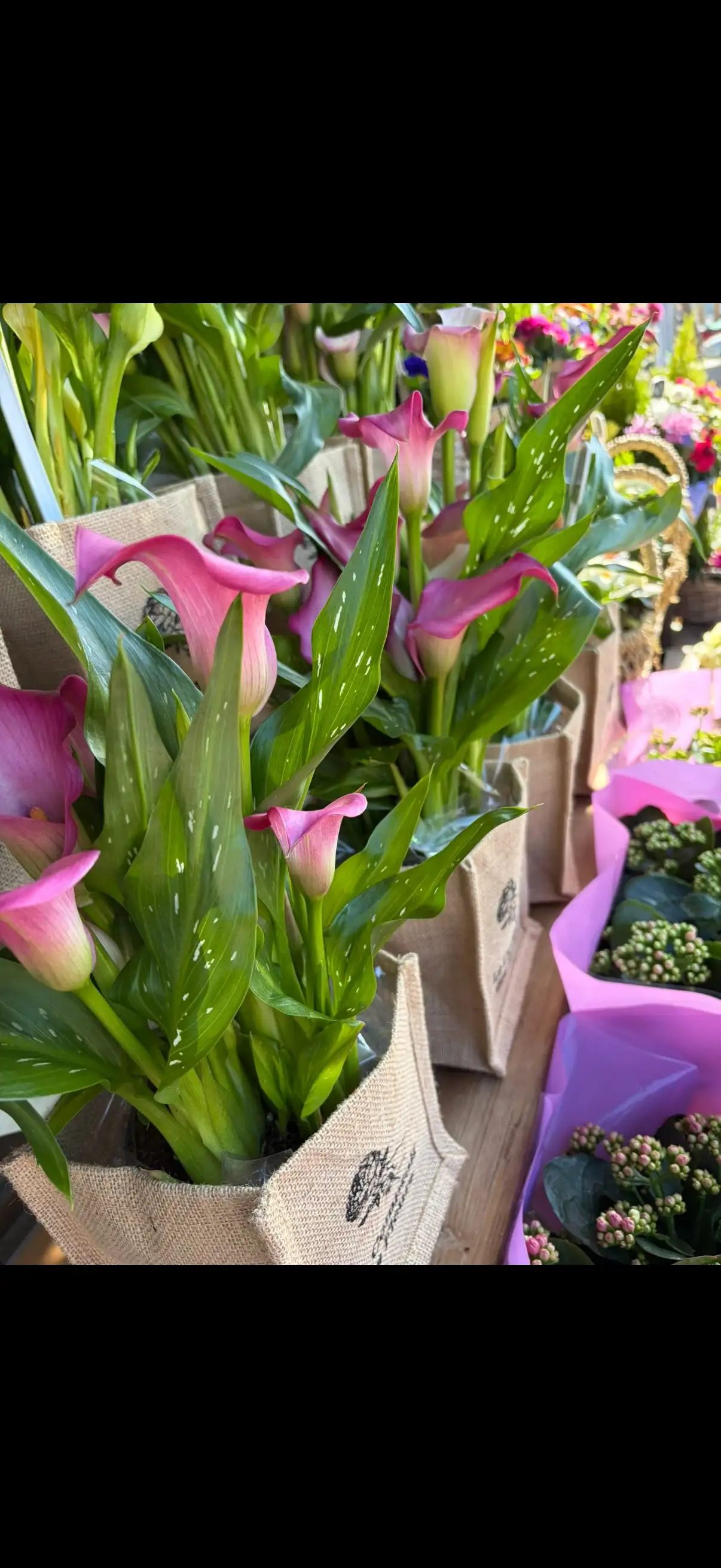 Calla