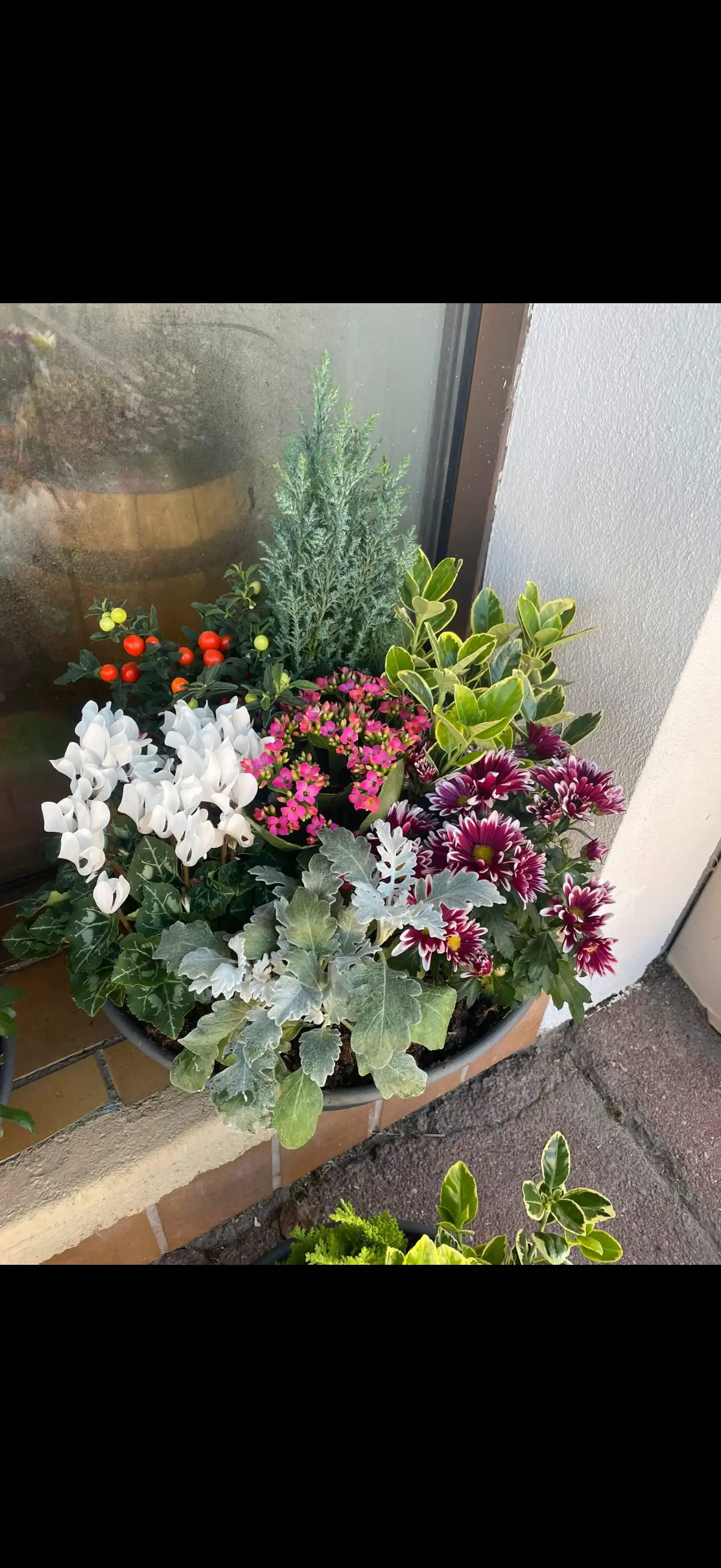 Coupe de plantes