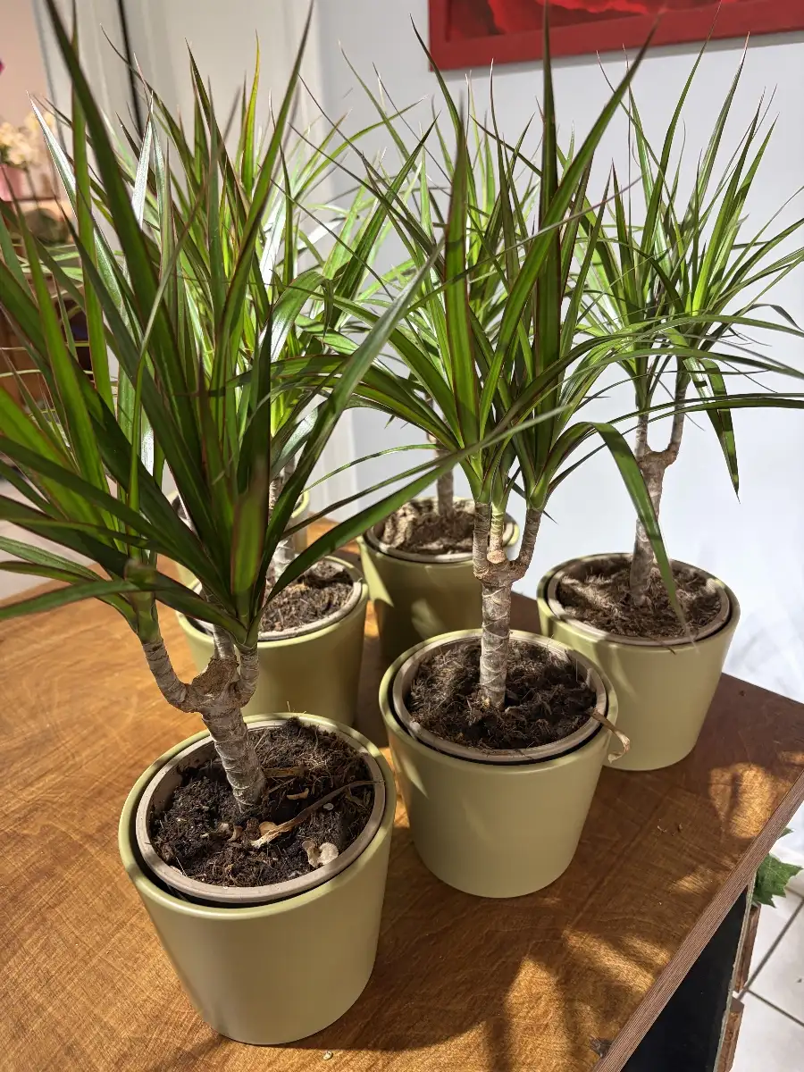Dracena
