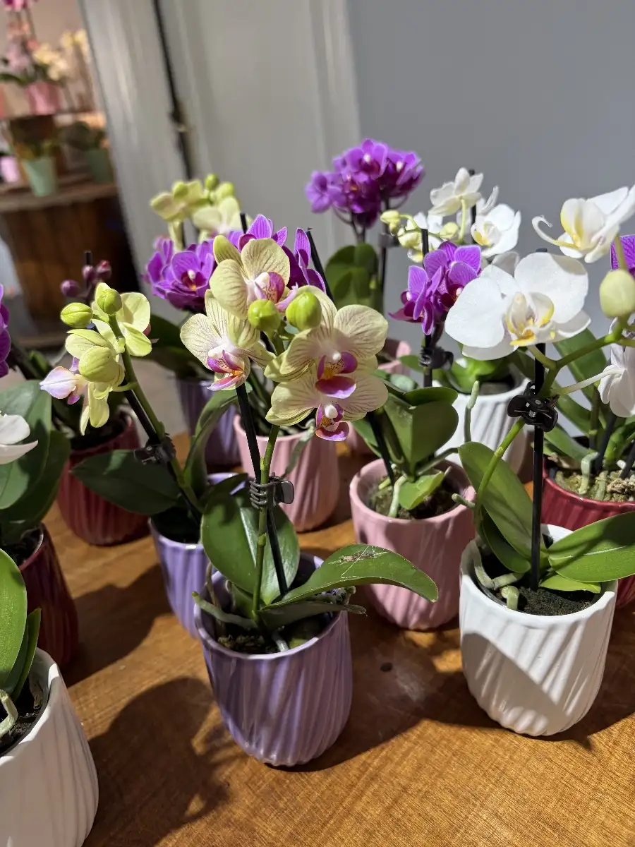 Mini orchidée