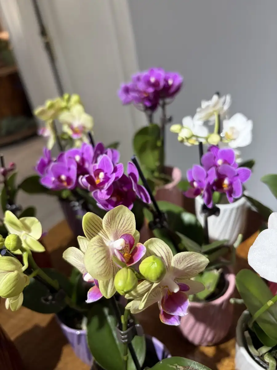 Mini orchidée