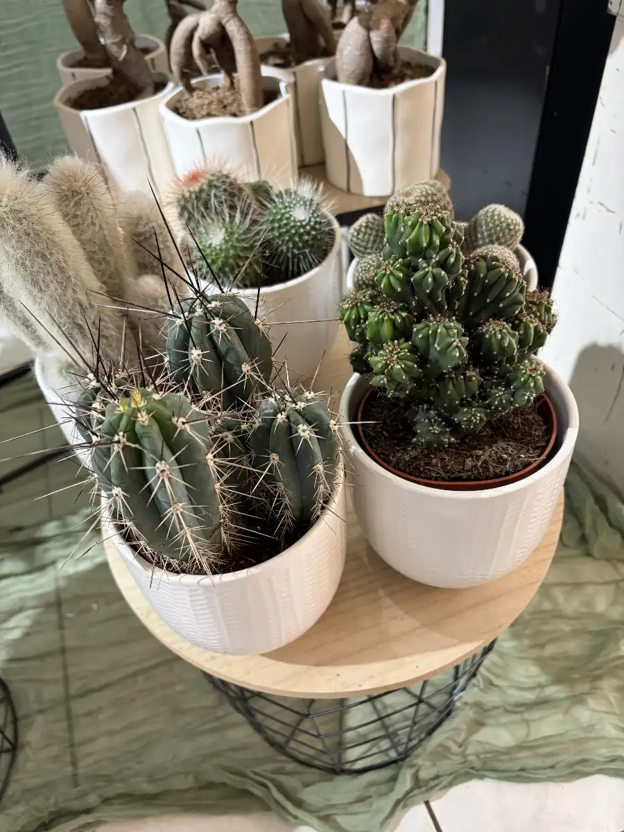 Cactus