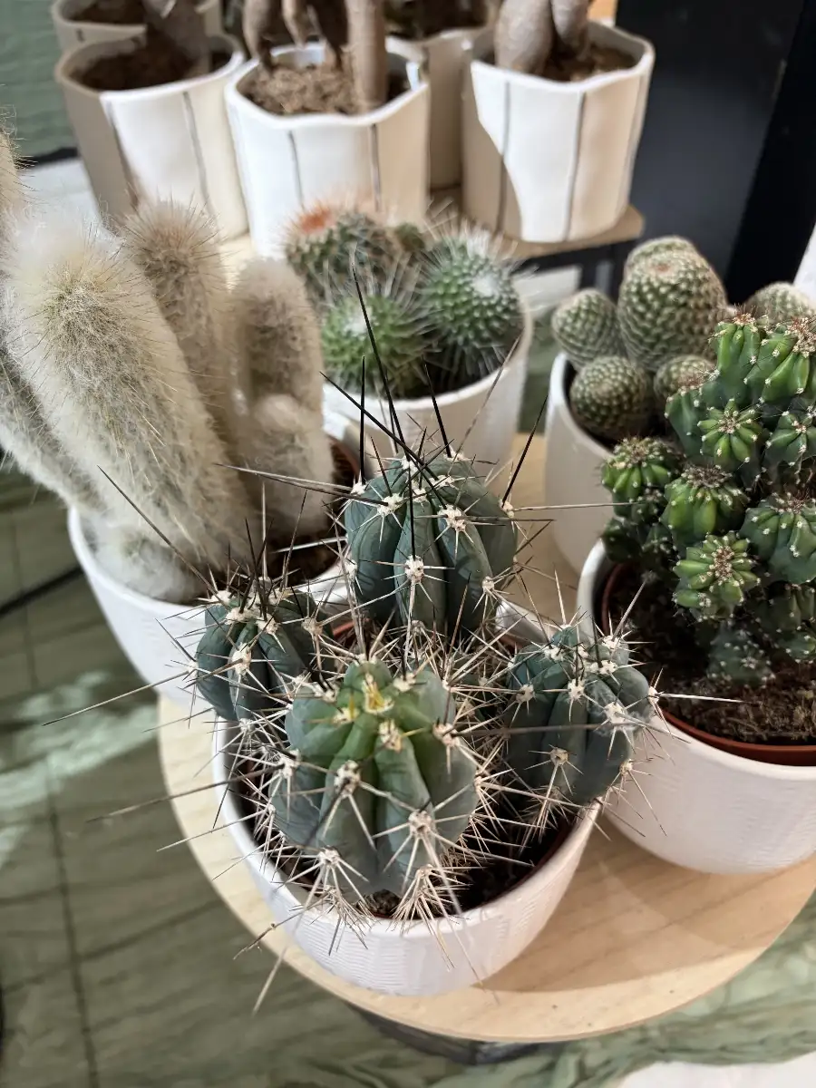 Cactus