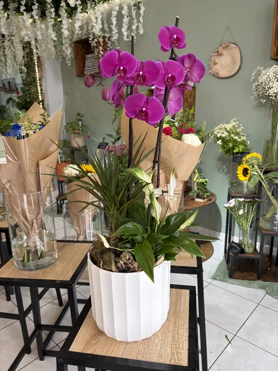 Composition plantes
