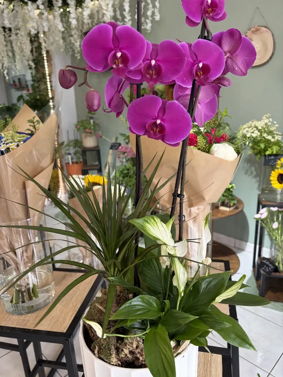 Composition plantes