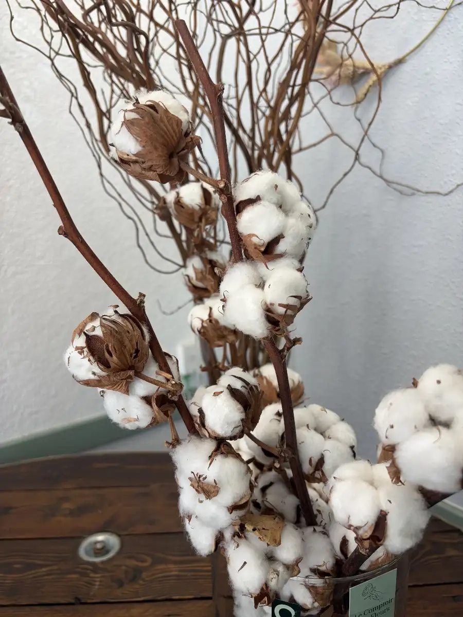 Coton