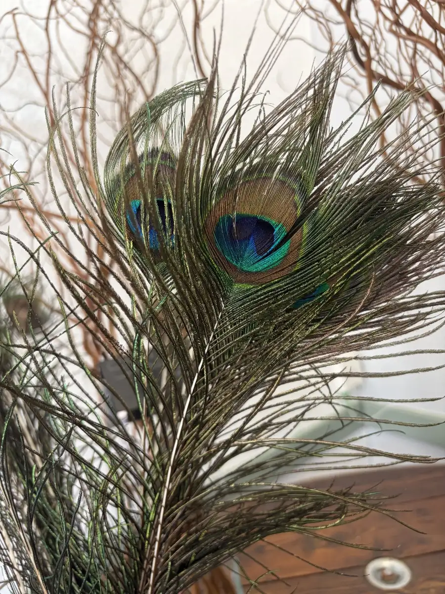 Plume de paon