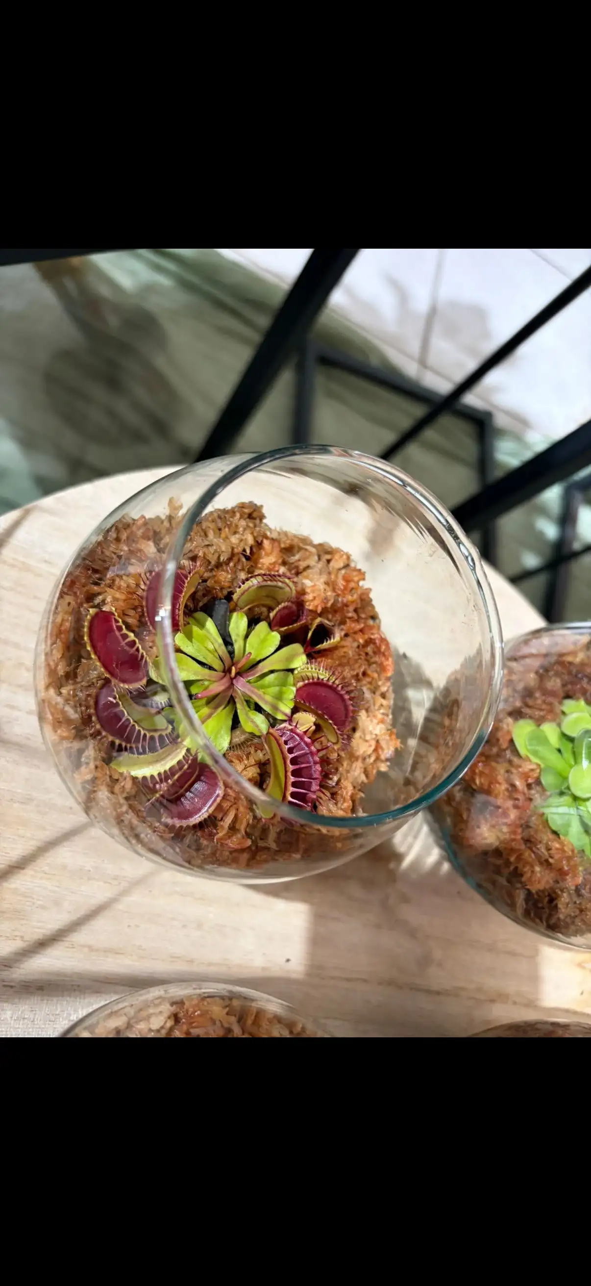 Plantes carnivores