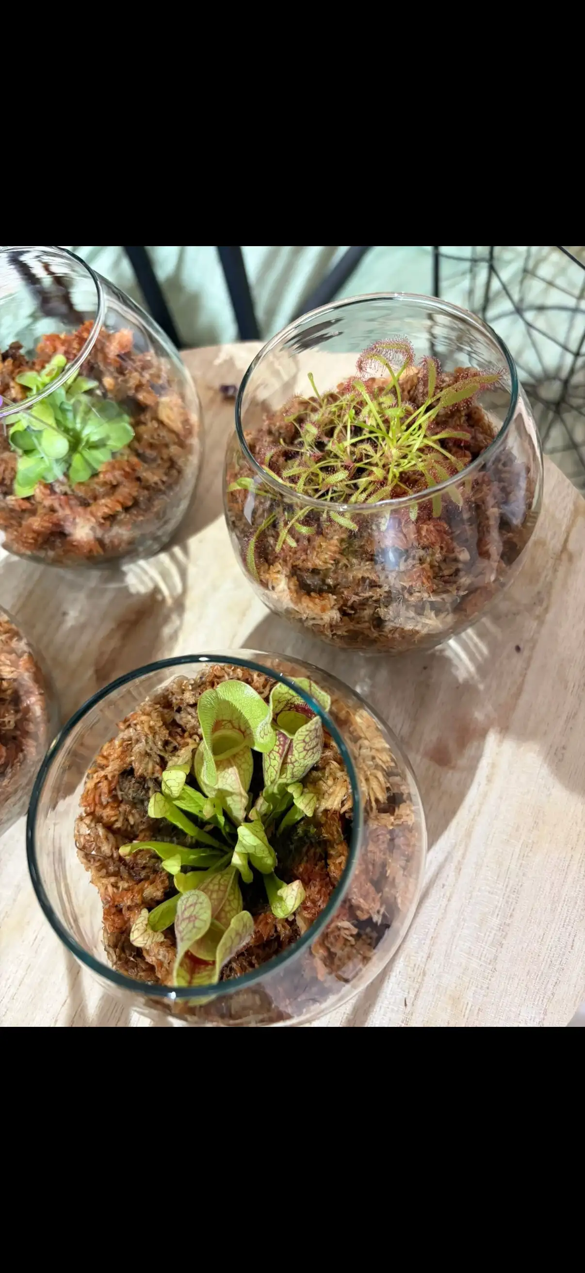 Plantes carnivores