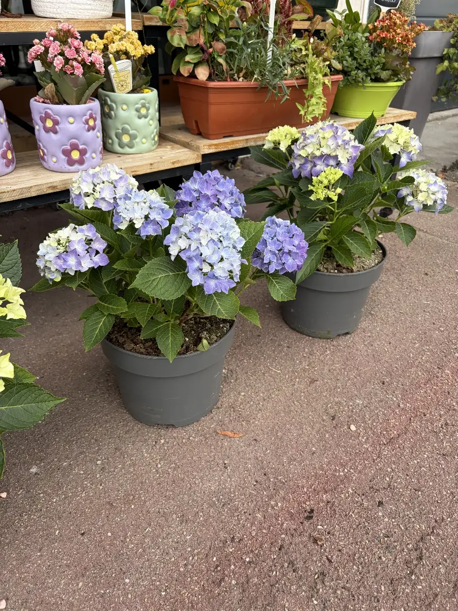 Hortensia